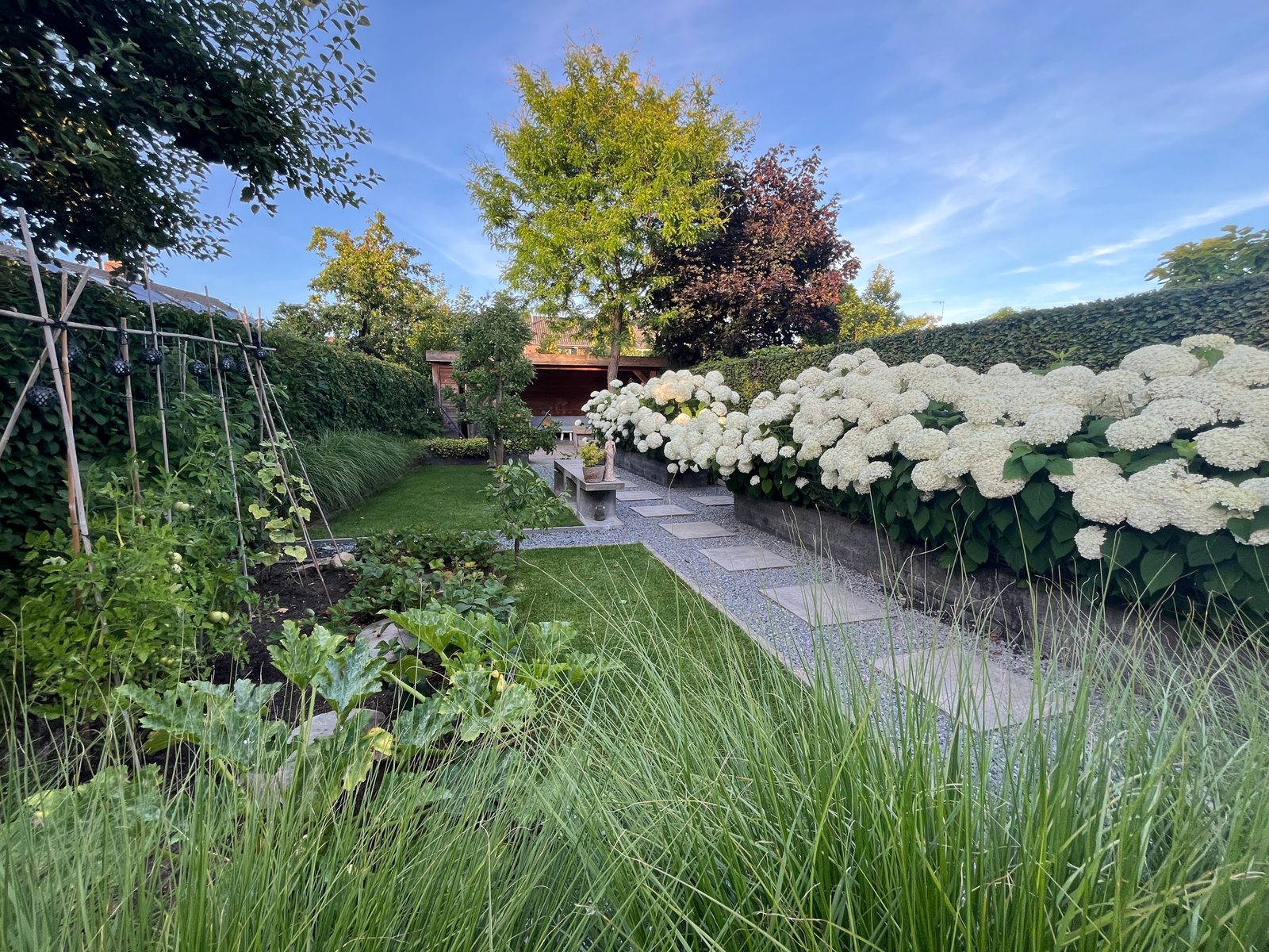 Border met witte hortensia’s langs gazon en haag