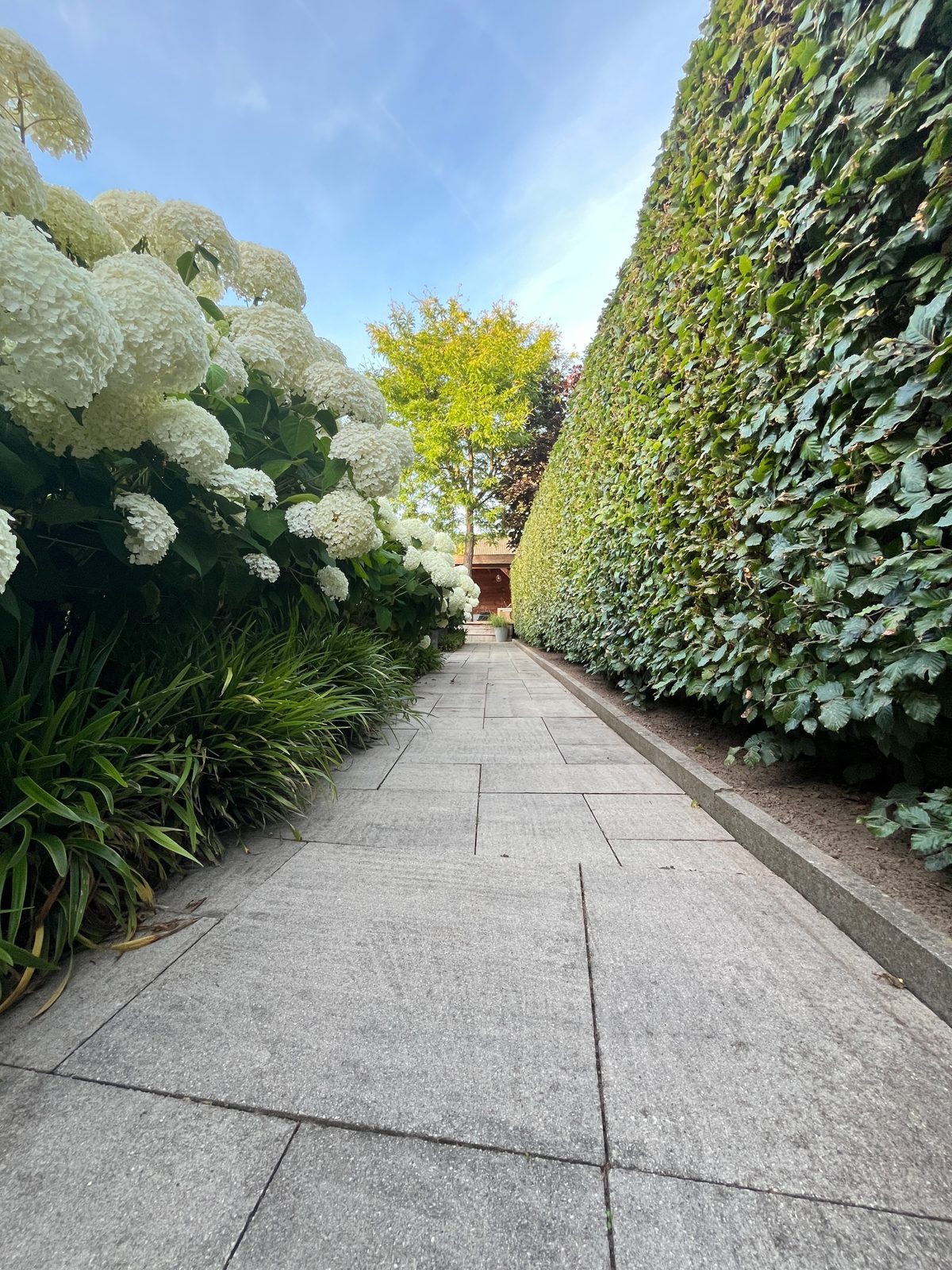 Tuinpad van natuursteen langs een hoge haag en hortensia’s